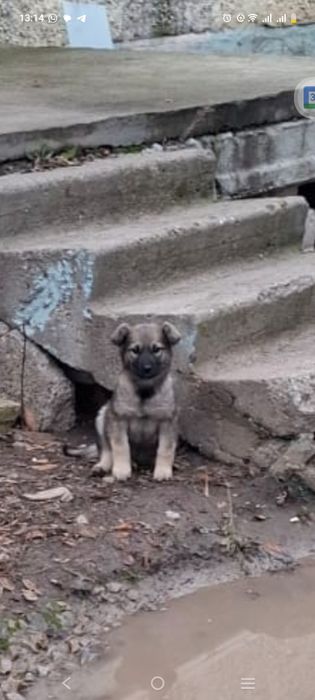 Отдам в добрые руки !