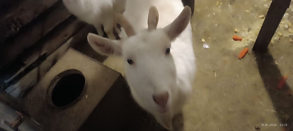 Продам коз  и козлят.