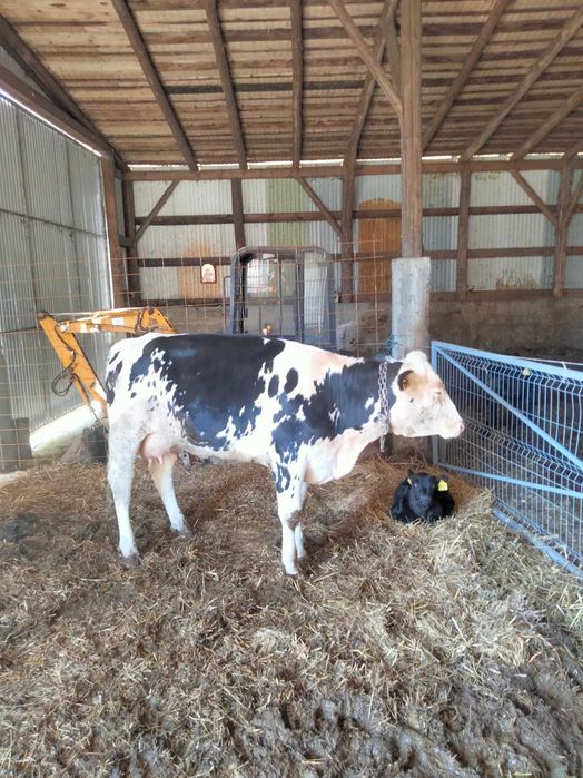 Vând junca Red holstein