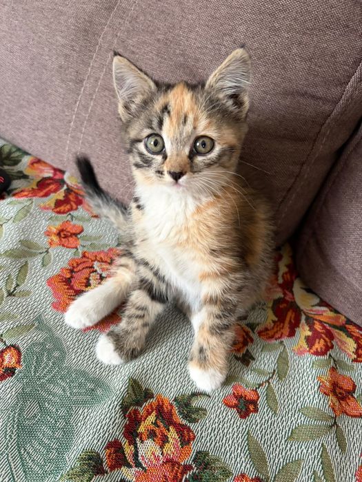 Котенка в добрые руки