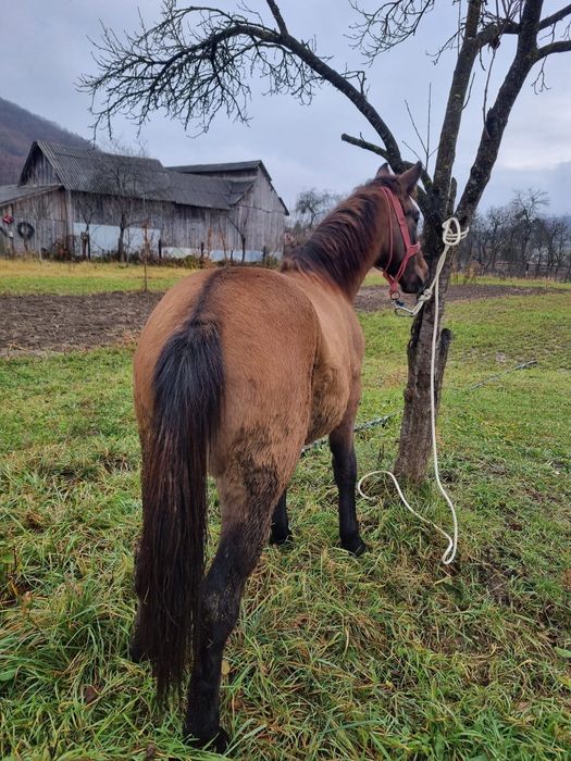 Vânz Mânză 8luni foarte cuminte si prietenoasa