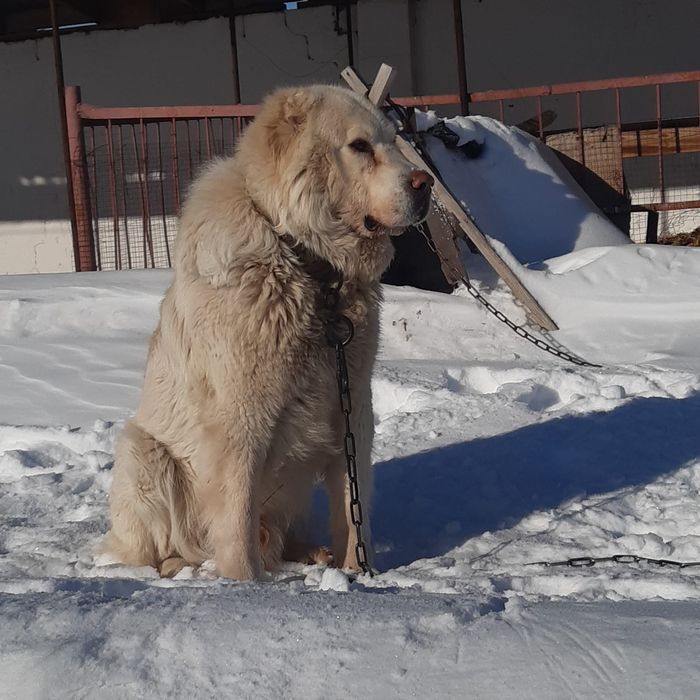 Предлагаю для вязки чистокровного  Турецкого  Акбаш