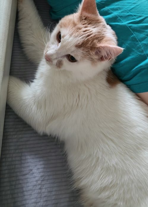 Пропал кот, молодой подросток