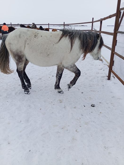 Айғыр сатылады 700 мың