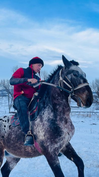 Байшубар  шаухар жылкы