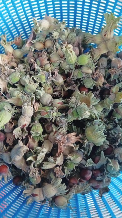 Дерево фундук,и семена фундука