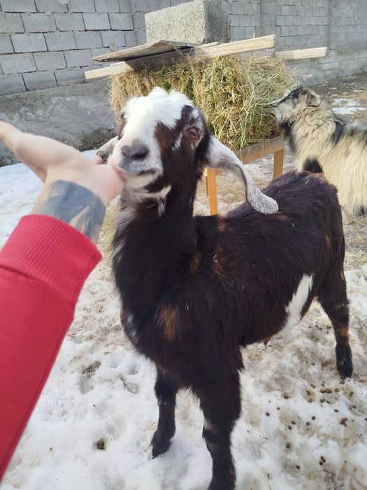 Козочка англонуб 85%