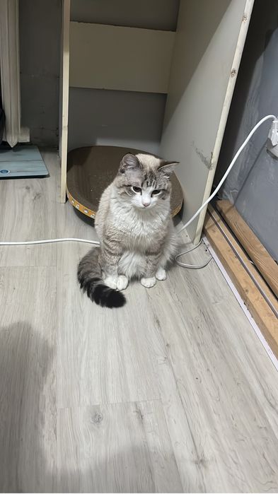 Отдам в добрые руки