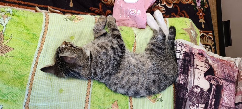 Отдадим котёнка,в хорошие руки