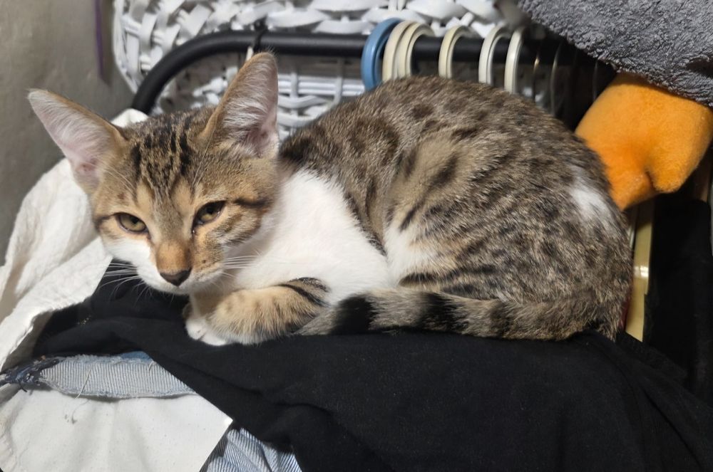 Отдаем котёнка в добрые руки