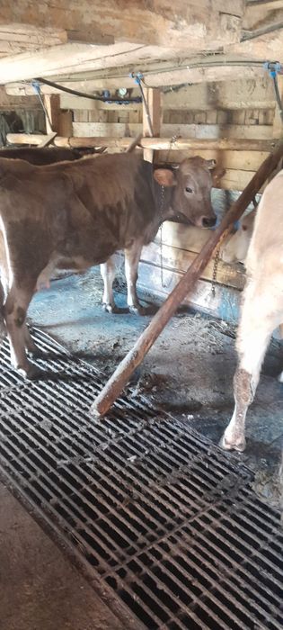 Vaci de vanzare bruna maramures