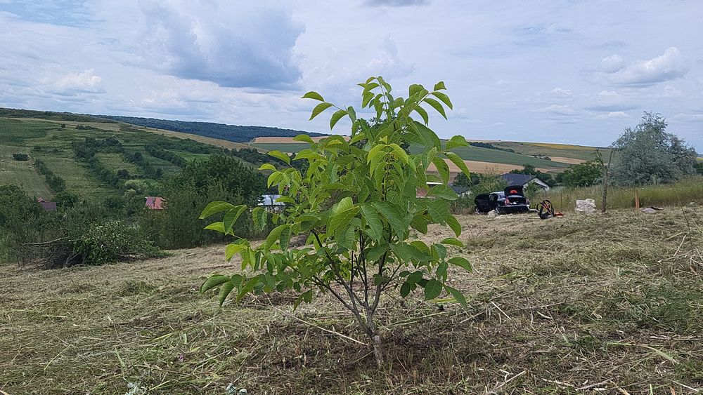 Teren intravilan 869 mp