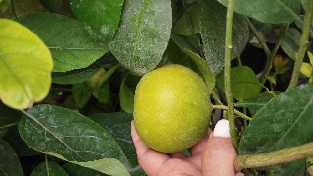 Лимоны, мандарины, апельсины с плодами цветущие