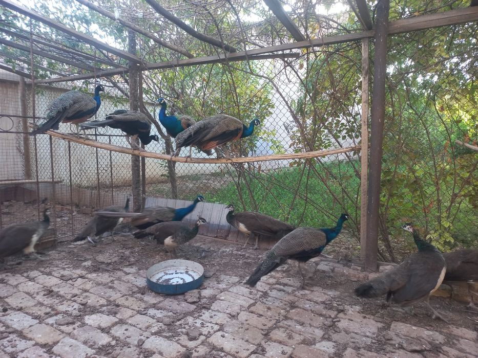 Товуслар сотилади