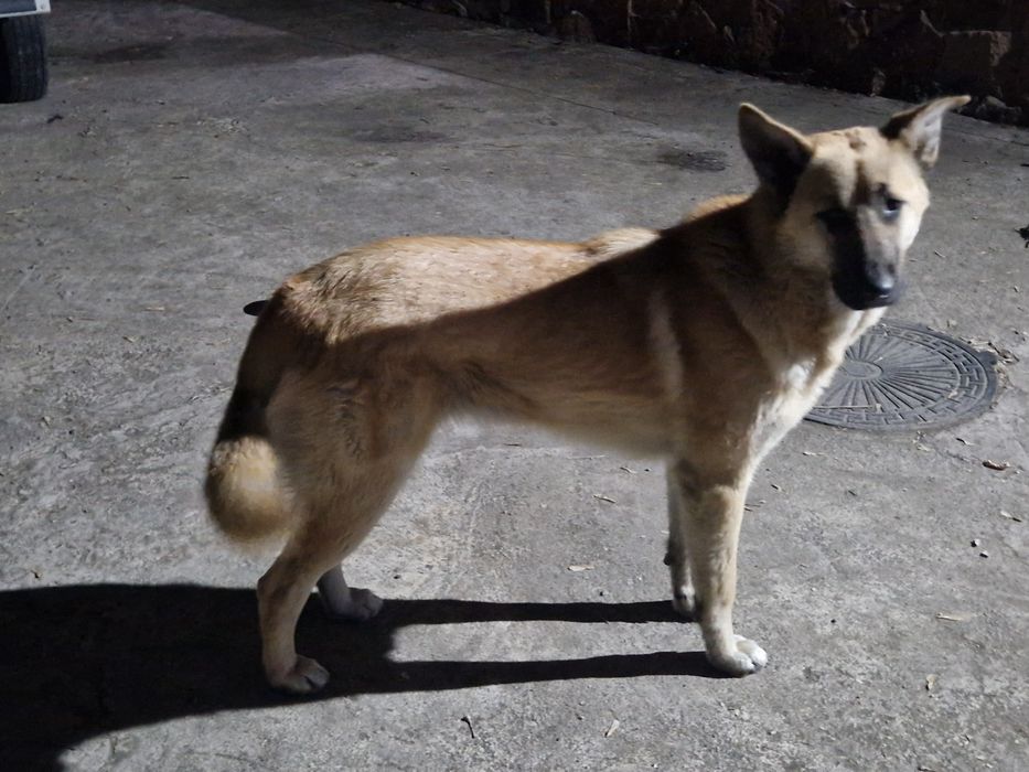 Сука ищет кобеля