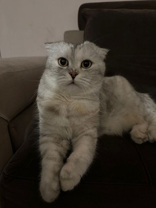 Шотландская Веслоухая