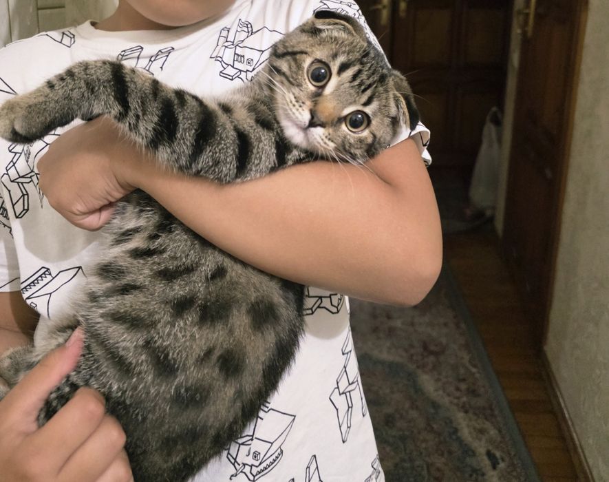 Котенок вислоухи 4 мес