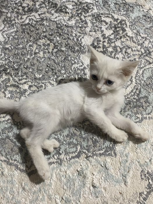 Onlayn tomosha qiling: Qizning kokraklari bor