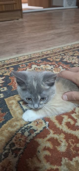 Отдам котёнка в добрые руки.