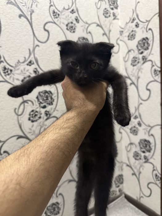 Котенок бесплатно в добрые руки