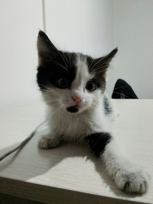 Отдам котят в хорошие руки