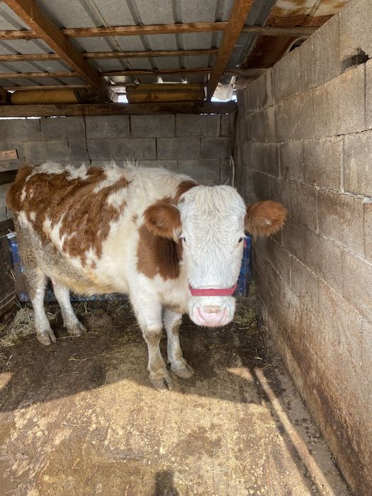 Животные сельхоз/животные