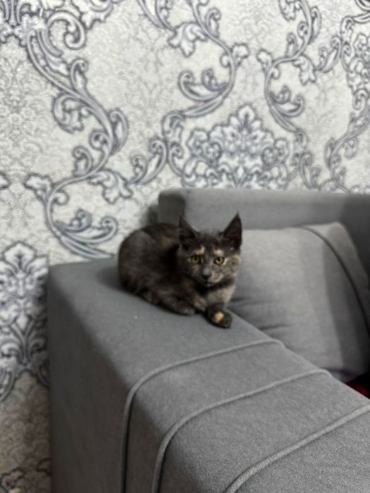 Отдам котенка даром