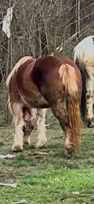 De vanzare manza de 3 ani  invatata la utilaje fff blanda