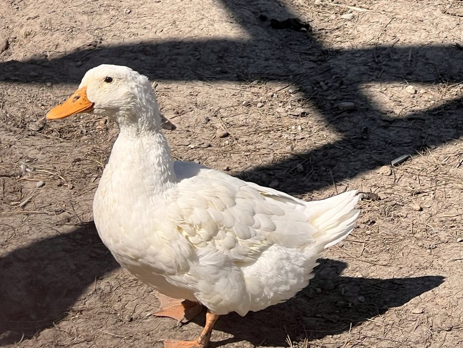 De vanzare 2 ratuste Pekin