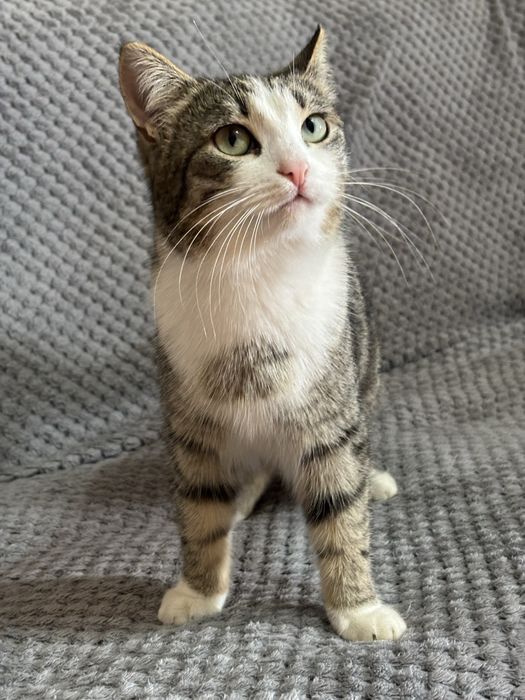 Кошечка в добрые руки