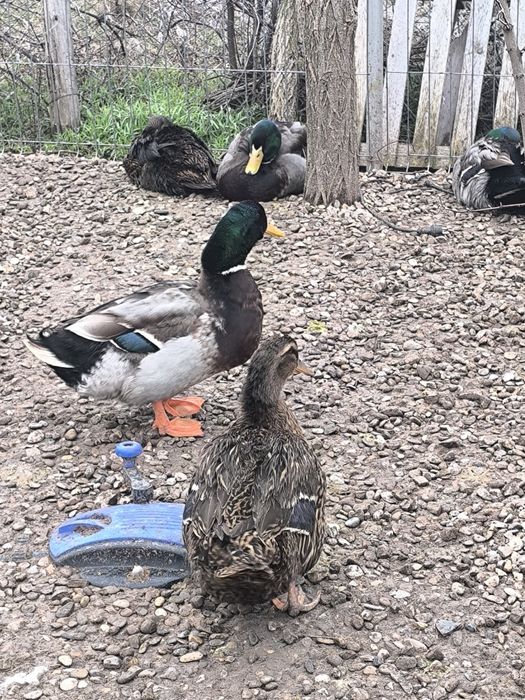 Ouă pentru incubat rață Rouen – rasă curată