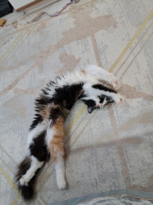 Отдам кошечку в добрые руки