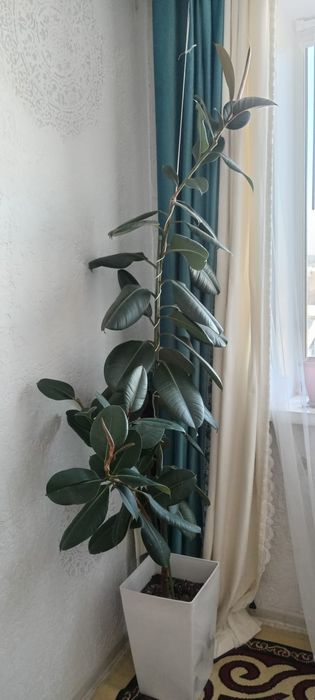 Продам цветы фикус