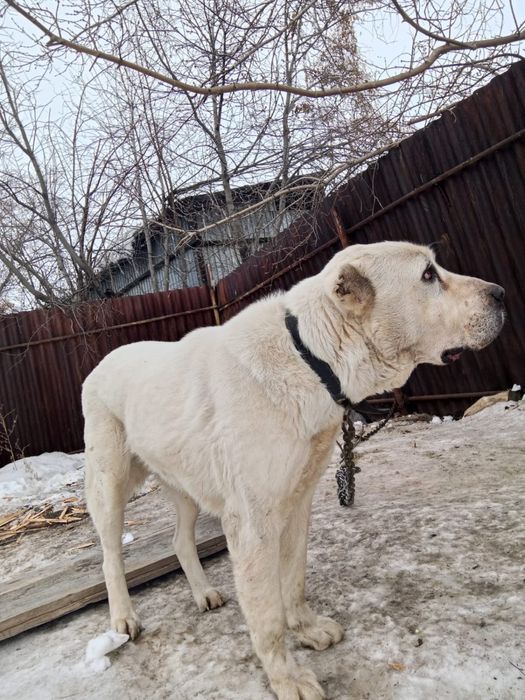 Отдам Алабая на охрану