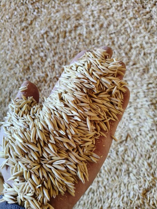 Orzoaică.de primăvară