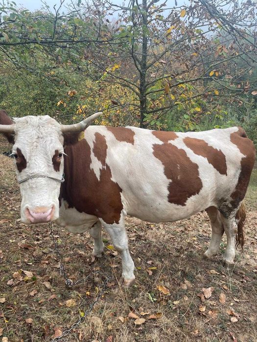 Vaca bălțată româneasca de vânzare