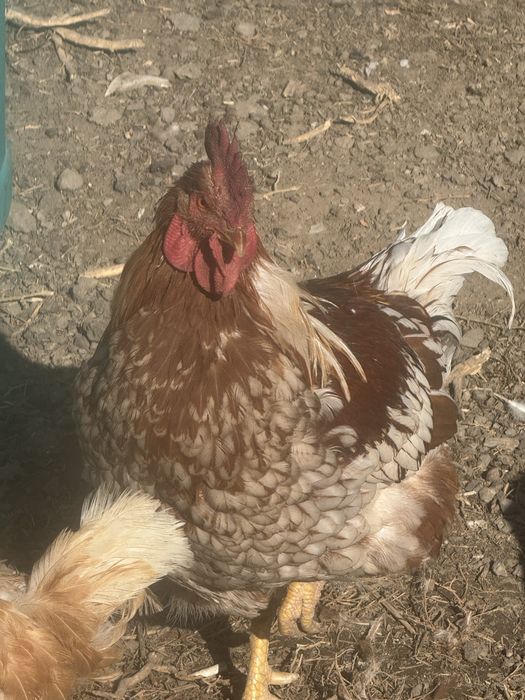 Петух Лонбраун продам. Қораз