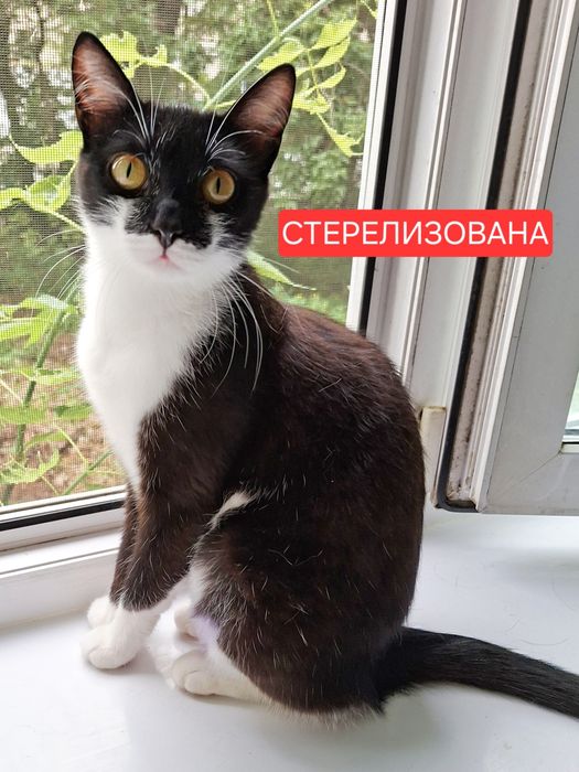 Стерелизованная кошечка Алиса