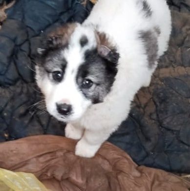 Алабай күшіктер сатылады.. Еркектер, ұрғашы