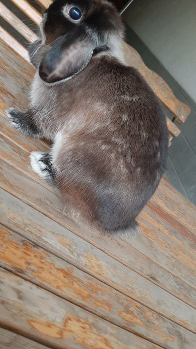 Sotiladi Karlik baran