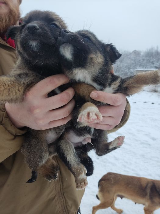 Отдам щенят( малышей- мелкашей)