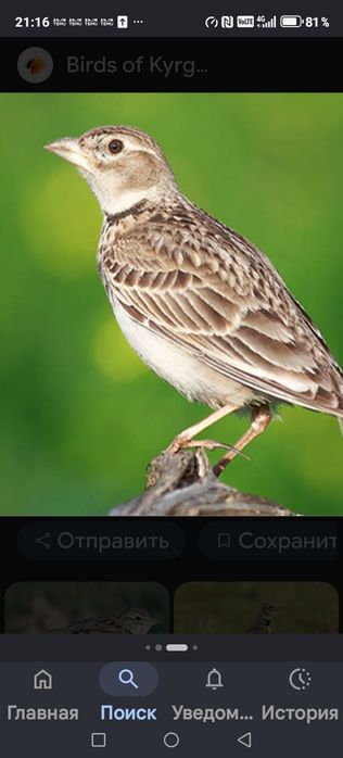 Продам птицу певчую