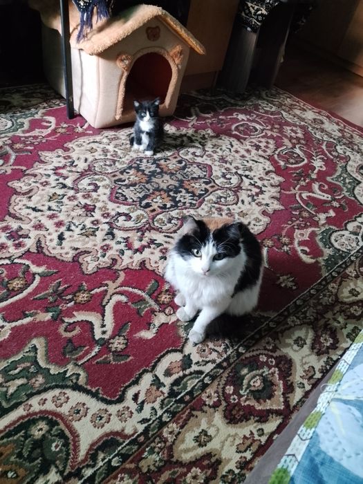 Продам домашних котят