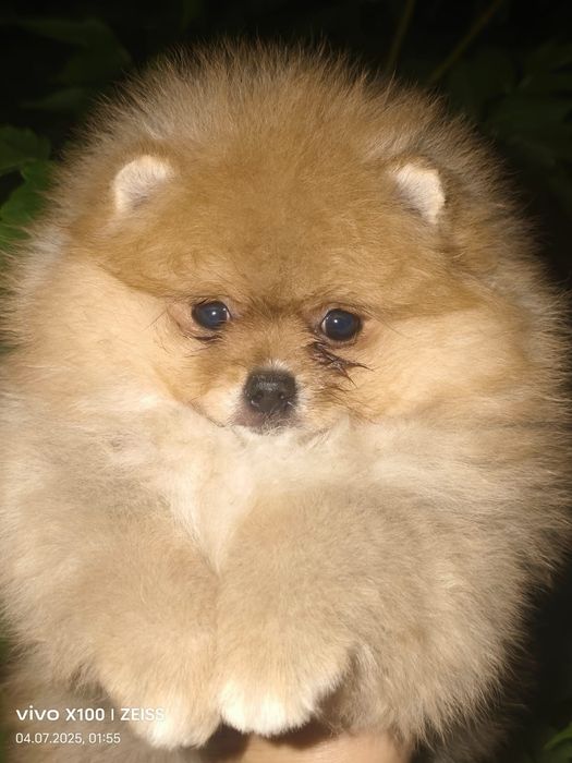 Очаровательные щенки шпица.