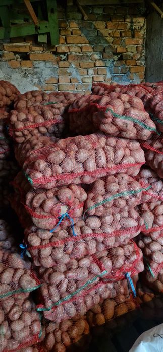 Cartofi rosii consum