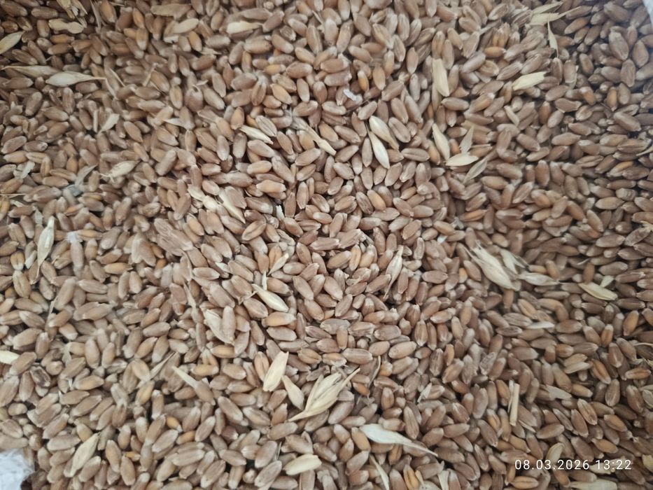 Продаётся пшиница