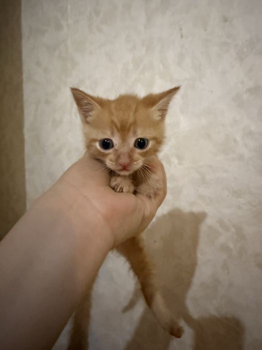 Отдам котят в добрые руки