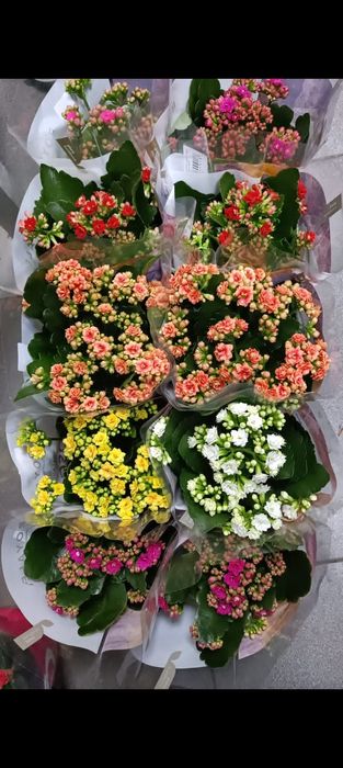 Азалия! Каланхоэ!Гордения!