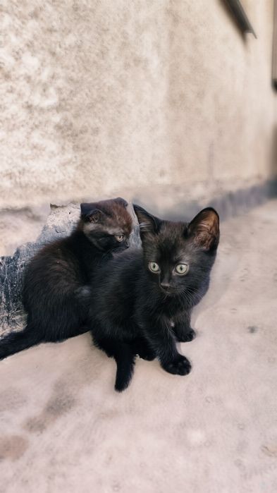 Котята 2 месяца шотландские котики скотиш чистая порода
