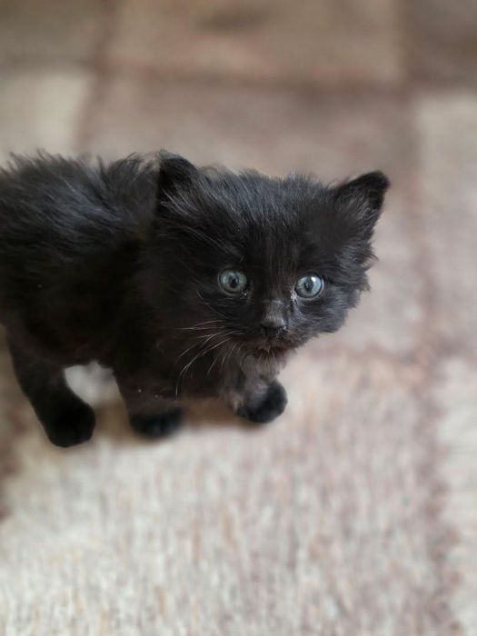 Сладкие котята ищут семью